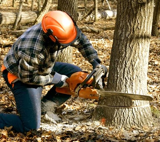 Tree Removal in Welcome, MN